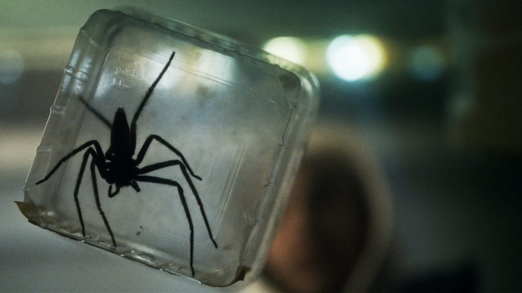"Infested": The Horror Film That Terrified Viewers by Using 200 Real Spiders