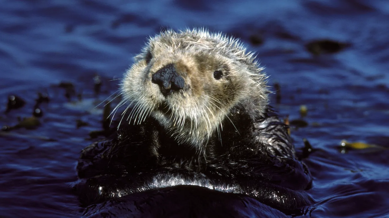 In California's Monterey Bay, Otters Are Using Tools to Catch Meals!