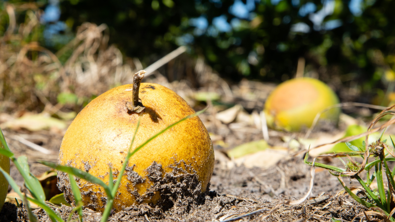Florida's Orange Farmers Worried About Their Crops After Hearing the Newest Prediction
