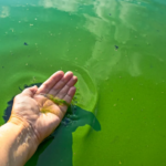 KDHE Alerts: Blue-Green Algae Hits Four More Kansas Lakes