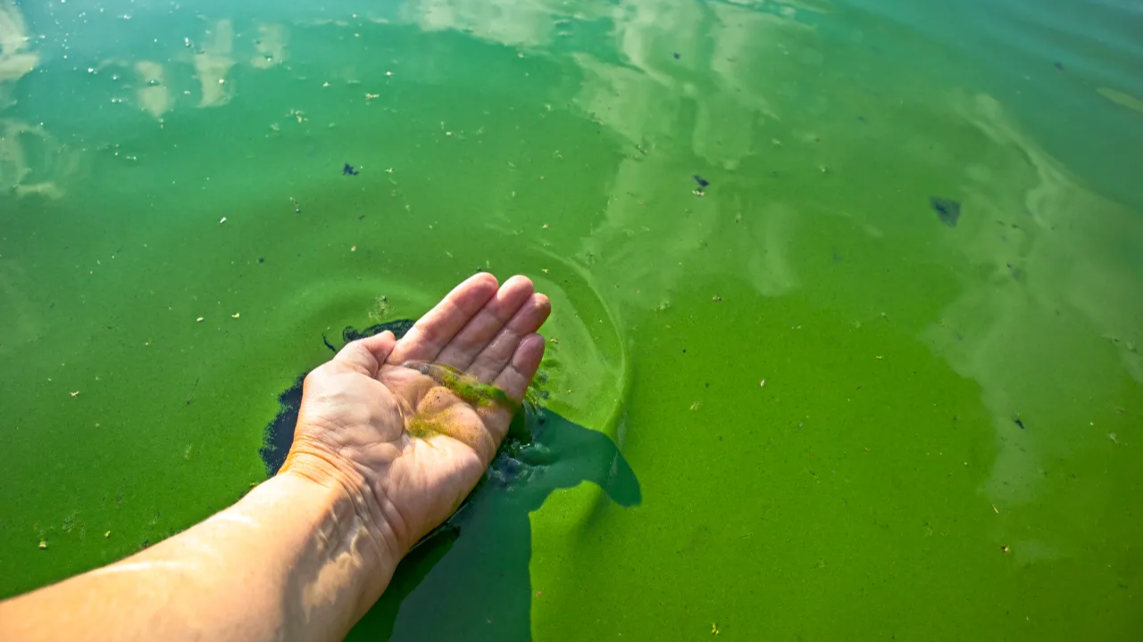 KDHE Alerts: Blue-Green Algae Hits Four More Kansas Lakes