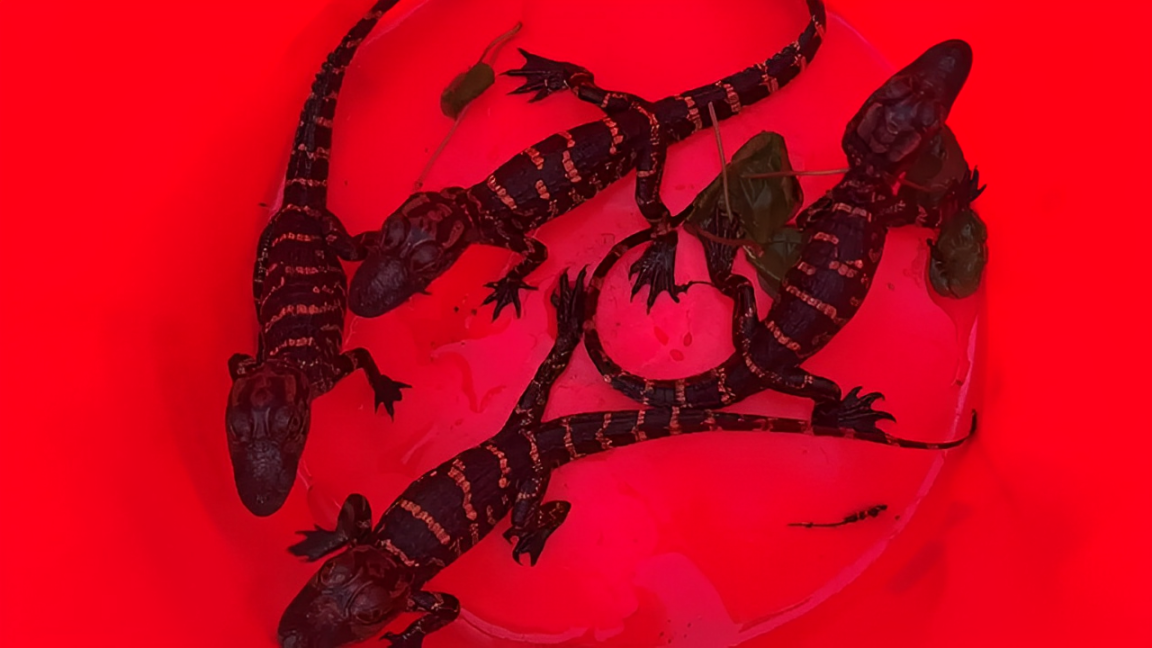 FWC: 4 Baby Alligators Saved After People Who Hunt Illegally Apparently Took Them from Their Home